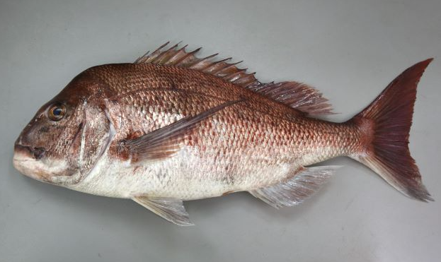 （2026年）令和8年4月26日 (日曜日)小網代港　所エ門丸　真鯛