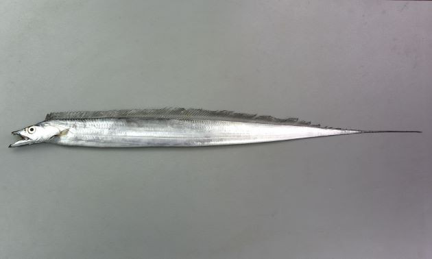 （2026年）令和8年5月24日 (日) 　小柴港　三喜丸　タチウオ ＊女性インストラクターが教える女性限定教室＊　初めての企画なので10名以上参加で開催します。