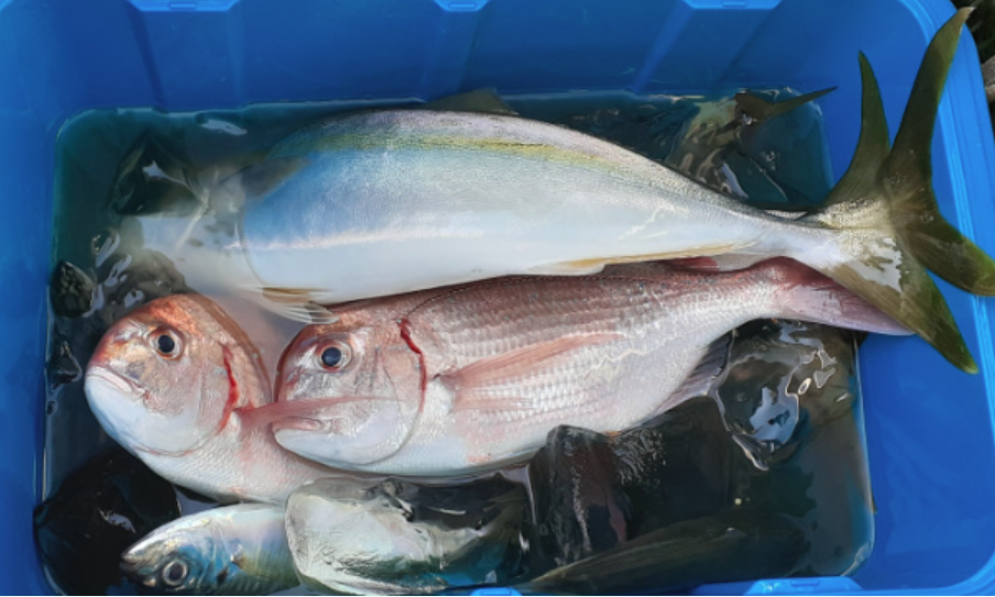 （2026年）令和8年6月28日（日）平塚港　庄治郎丸　五目釣り (3月28日から受付開始)