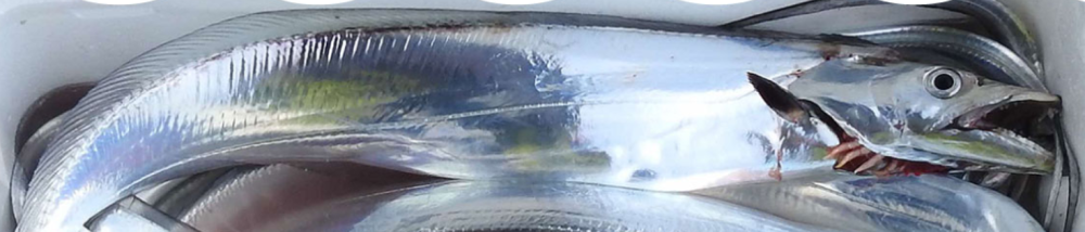 （2026年）令和8年5月24日 (日) 　小柴港　三喜丸　タチウオ