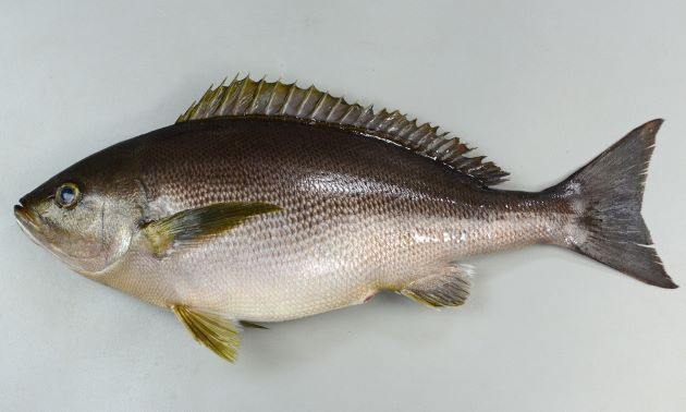 （2026年）令和8年7月20日（月 海の日）三浦半島 松輪港 伝五郎丸 イサキ(4月20日から受付開始)