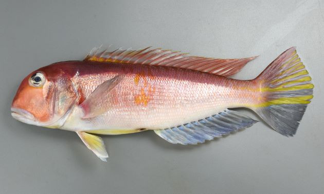 （2026年）令8年８月23日（日）　片瀬江ノ島　島きち丸　アマダイ(5月23日から受付開始)