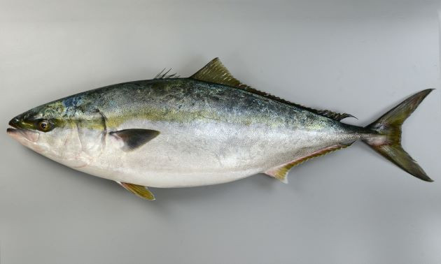 （2026年）令和8年9月13日（日）片瀬江ノ島　島きち丸 　イナダ　（6月13日から受付開始）