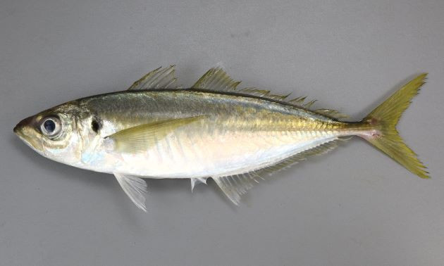 2026年11月23日(月曜日)　金沢八景　三喜丸　アジ(8月23日から受付開始)