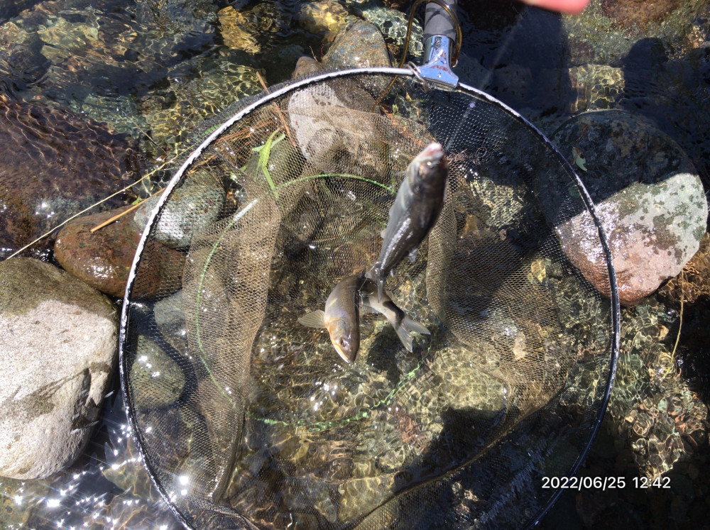 📸🎣（２０２２年）令和4年6月25日（土曜日）鮎釣り教室　中津川　八菅橋下の河原