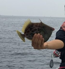 📸🎣（２０１７年）平成２９年８月２０日(日曜日) 長井港 カワハギ、根魚