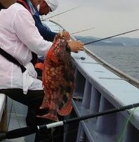 📸🎣（２０１７年）平成２９年８月２０日(日曜日) 長井港 カワハギ、根魚