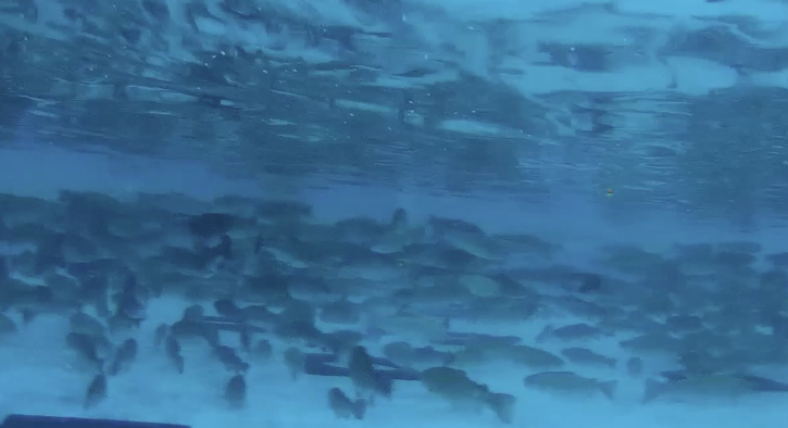 🐟の👀? 知っていますか? 不思議なこと これを知っていると徳だよ
